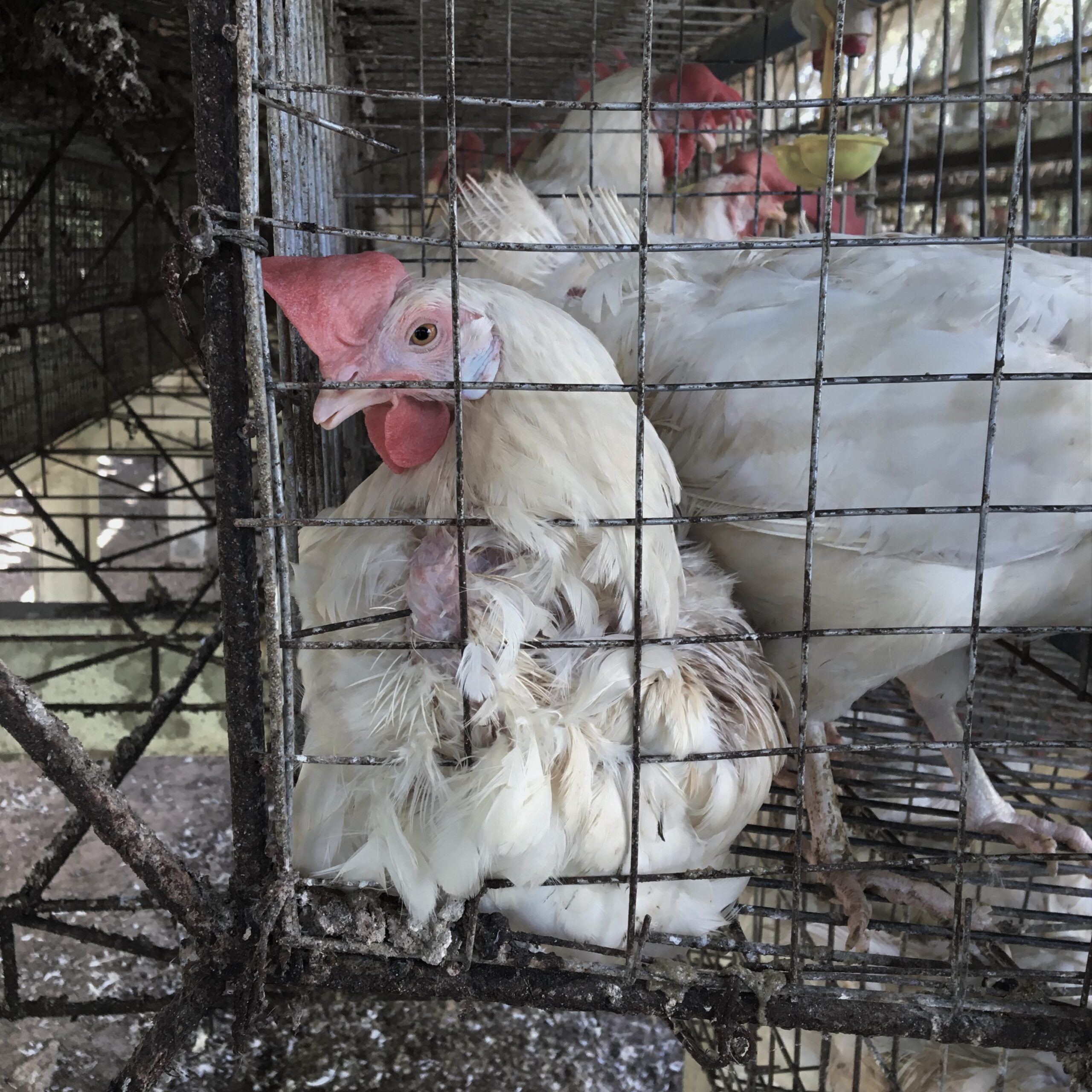 cage free chicken philippines
